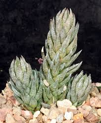 Image result for Monsonia glauca