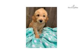 A good breeder will not only help match the perfect puppy for your family, they will also adhere to ethical and responsible canine care. Milo Goldendoodle Puppy For Sale Near Dallas Fort Worth Texas 638d0088 2d11