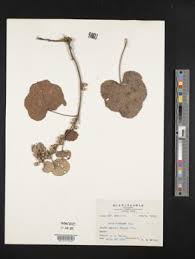 Image result for Rubus chapmanianus