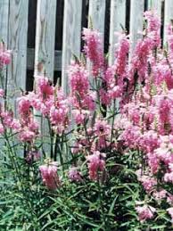 The fall obedient plant (physostegia virginiana) belongs to the mint family (lamiaceae) and naturally thrives along riverbanks in the houston area. Physostegia Wikipedia