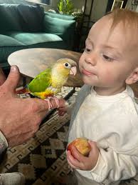 Our crazy pineapple conure, Penny, loves Hamilton. This is her favorite  song.
