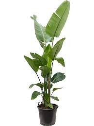 Maybe you would like to learn more about one of these? Buy Strelitzia Nicolai Tuft 40 36 Soilculture Nieuwkoop Europe