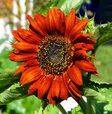 Http 2 Bp Blogspot Com Xhhjck7y3xm Tdscj47oiti Aaaaaaaaeds 86zoaansoum S1600 Red Sunflower Jpg Red Sunflowers Orange Sunflowers Orange Plant