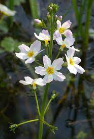 Water Violet Flower Essence For Exaggerated Pride Independence And Arrogance Water Violet Violet Flower Bach Flower Remedies