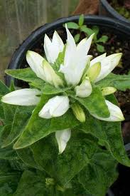 Image result for campanula glomerata