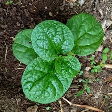 Image result for Basellaceae
