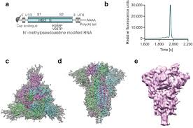 We did not find results for: A Prefusion Sars Cov 2 Spike Rna Vaccine Is Highly Immunogenic And Prevents Lung Infection In Non Human Primates Biorxiv