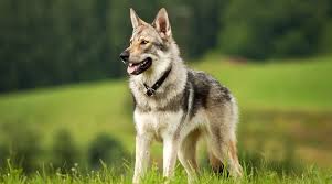 These costs will depend on the quality, age, its history, its origination, breeder and what's included with the initial adoption. Wolf Like Dog Breeds 18 Different Breeds That Look Like Wolves