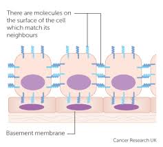 We did not find results for: How Cells And Tissues Grow Cancer Research Uk