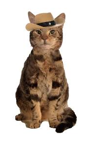 Browse 42 cat cowboy hat stock photos and images available, or start a new search to explore more stock photos and images. Brown Cowboy Cat Hat Pet Costume Center
