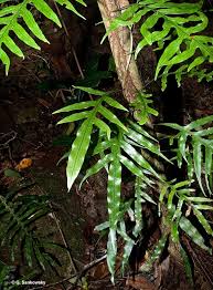 Image result for Microsorum scandens