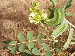 Image result for Senna italica