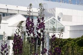 Zierpflanzen werden wie auch nutzpflanzen durch den menschen kultiviert und können sowohl mehrjährige verholzende pflanzen (ziergehölze) als auch einjährige oder mehrjährige krautige. Ages Bluhtagebuch Mai