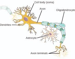 Most animal cells are diploid, meaning that their chromosomes exist in homologous pairs. Biology Animal Structure And Function The Animal Body Basic Form And Function Animal Primary Tissues Oer Commons