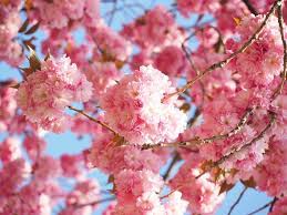 We have upright or weeping forms and a wide selection of varieties and other trees online. Cold Hardiness Zone 7 Trees And Shrubs 0 F 18 C Tagged Cold Hardiness Zone 8 Online Orchards