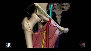 Arteria Femoralis Profunda Doccheck Flexikon