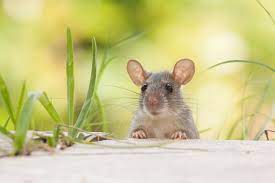 But not to put your pet's comfort under a risk, i recommend placing ultrasonic bird repellers far from the area frequently visited by your dog. Ultrasonic Pest Control Does It Work Or Waste Your Money Lawnstarter