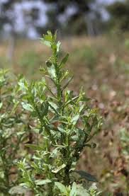 Image result for Laggera