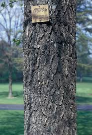 Hardwood trees that have peeling bark may be suffering from a fungal disease called hypoxylon canker. Liquidambar Styraciflua Sweet Gum Go Botany