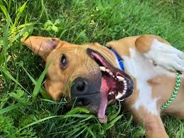 Maybe you would like to learn more about one of these? Last Hope Animal Rescue Events Facebook