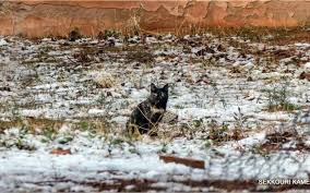 Maybe you would like to learn more about one of these? Nisipul Acoperit Cu Zapada A Nins In Desertul Sahara Foto Video