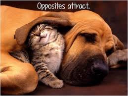 If both poles are the same, it would have repelled each other. Opposites Attract 8777 Inspirational And Motivational Quotes Pictures Inspiringquotes Us