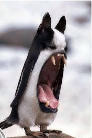 Animals Mashup Photos Manipulation Mogwaii Photoshopped Animals Animal Mashups Bizarre Animals