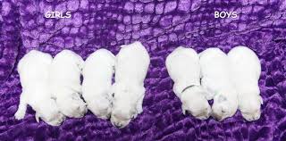 If you are interested in a golden retriever cross breed with lower allergens, then look at our goldendoodle puppies available for sale! English Cream Golden Retriever Puppies For Sale In Ct Bmo Show