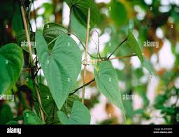 Image result for Dioscoreaceae