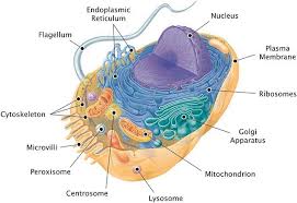 Talk2bio Structure Of Animal Cell Animal Cell Cell Eukaryotic Cell