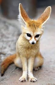 Fennec Foxes R Da They Live In Africa And Can Be Kept As Pets But They Are Abused And Traded In The Poorer Areas Of Cute Animals Nature Animals Fennec Fox