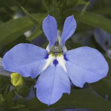 Image result for Lobelia thermalis