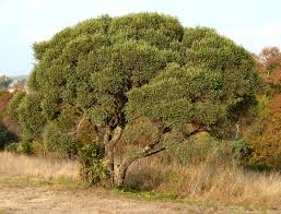 Image result for Euclea undulata