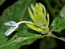 Image result for Ecbolium hastatum