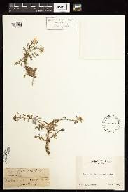 Image result for Rorippa nudiuscula