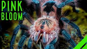 Image result for Ptycholobium biflorum