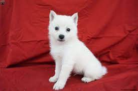 American Eskimo Mix Puppies For Sale Greenfield Puppies