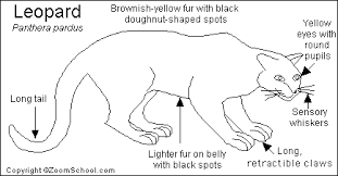 Click ellipsis to see the translation. Leopard Printout Enchantedlearning Com