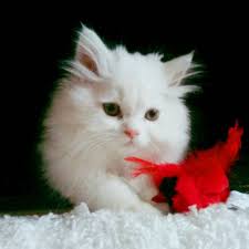 Pin By Grace Kor On Kitti Whiskers Instagram Most Favorite