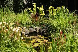 A Bog Garden Finegardening Bog Garden Beautiful Gardens Garden Design