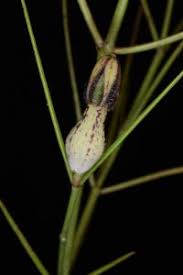 Image result for Ceropegia mirabilis