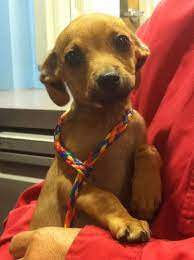 Pin By Kxly Tv On Kxly Pets Chiweenie Dogs Chiweenie Puppies Weenie Dogs