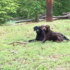 We did not find results for: Turkey Ridge Mini Labradoodles Of Ohio Home Facebook