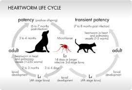 Cats get heartworms after being bitten by infected mosquitos. Heartworm Disease In Cats