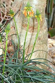 Image result for Aloe haroniensis