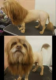 Well, what do you know? Pin By Mr Mr On Animales 3 Dogs Silly Dogs Funny Animals