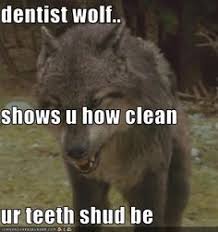 Cheezburger Com All Your Funny In One Place Funny Wolf Squeaky Toys You Funny