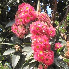 Image result for Eucalyptus ficifolia