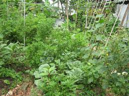 To promote organic farming before this, the international federation of organic agriculture movements has suggested the four fundamental principles thus, with the advent of various advanced technologies in malaysia, it will serve as a model for our country to succeed in organic farming. What S Happening In Malaysia 2 Organic Farming Part Two
