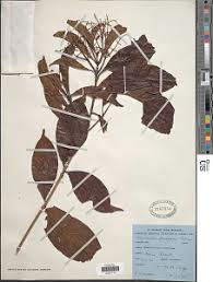 Image result for Corynanthe